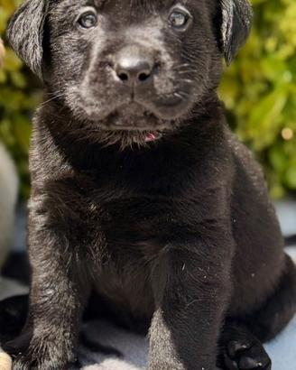Labrador Pedigree
