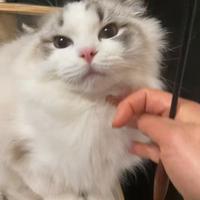 Cucciolo ragdoll
