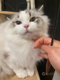Cucciolo ragdoll