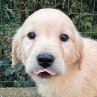 Cuccioli di Golden Retrievers