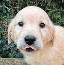 Cuccioli di Golden Retrievers