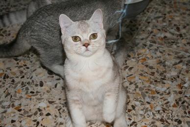 Gattini di pura Razza British Shorthair di 6 mesi