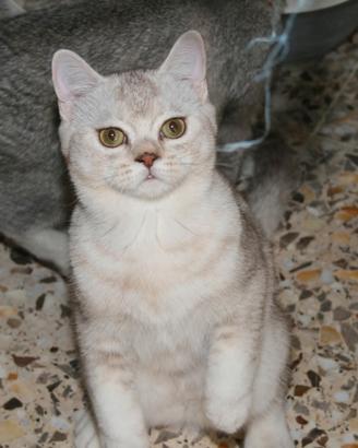 Gattini di pura Razza British Shorthair di 6 mesi