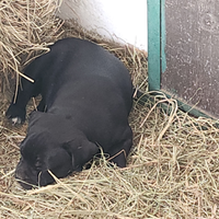 Cucciolo di staffy