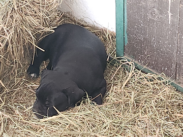 Cucciolo di staffy