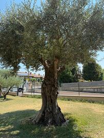 Olivo secolare