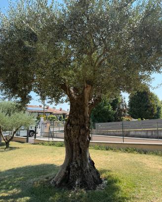 Olivo secolare