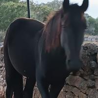 Cavallo Murgese 18 mesi