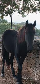 Cavallo Murgese 18 mesi