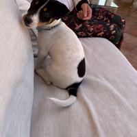 Cane jack russell