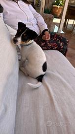Cane jack russell