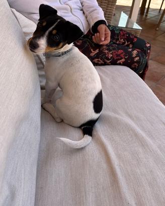 Cane jack russell