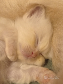 Sacro di Birmania gattini