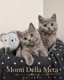 Gattini Certosini con pedigree