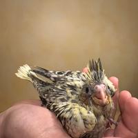 Calopsite pulli da imbecco pappagalli baby