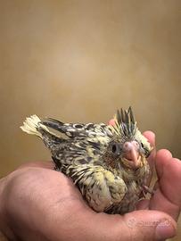 Calopsite pulli da imbecco pappagalli baby