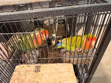 Pulli di inseparabili