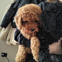 Cuccioli di barboncino