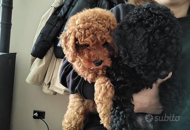 Cuccioli di barboncino