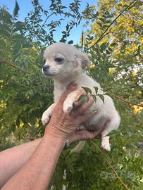Cuccioli di chihuahua disponibili