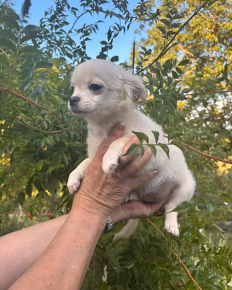 Cuccioli di chihuahua disponibili