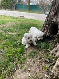Cuccioli di maltese