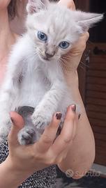 Micini metà siamese