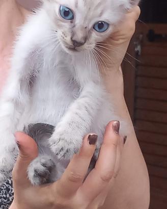 Micini metà siamese
