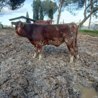Vitello Angus