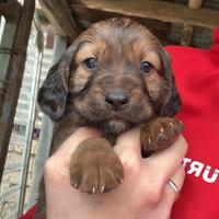 Setter inglese E segugio maremmano