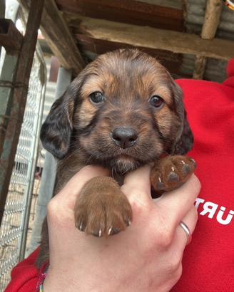 Setter inglese E segugio maremmano