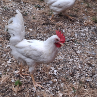Galletti olivegger