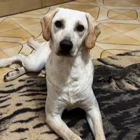 Paco cucciolo di 9 mesi dolcissimo