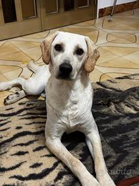 Paco cucciolo di 9 mesi dolcissimo