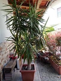Pianta