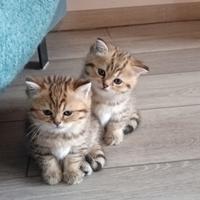 Cuccioli di BRITISH