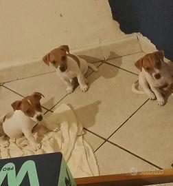 Cuccioli di jack russell terrier