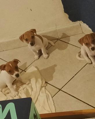 Cuccioli di jack russell terrier