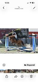Pony 2020 femmina 146 cm al garrese