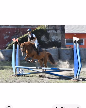 Pony 2020 femmina 146 cm al garrese