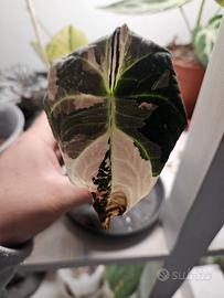 Alocasia black velvet variegata