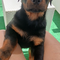 Cuccioli di rottwailer