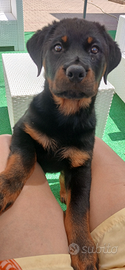 Cuccioli di rottwailer