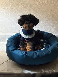 Barboncino mini Toy maschio