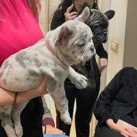 2 femmine lilac tan 70 giorni