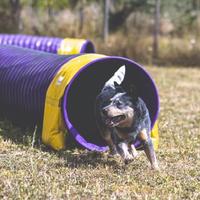 Australian Cattle Dog per Monte