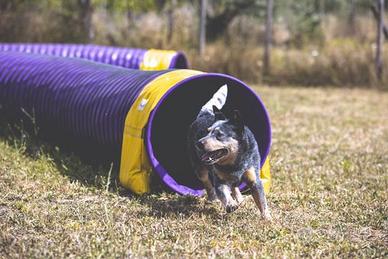 Australian Cattle Dog per Monte
