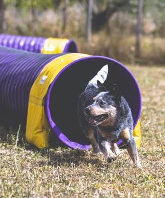 Australian Cattle Dog per Monte