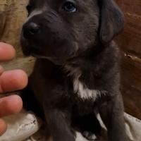 Cuccioli di Cane Corso