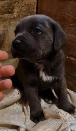 Cuccioli di Cane Corso